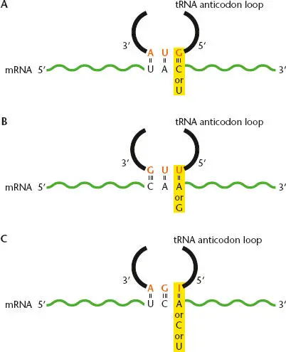 Figure 233 Wobble pairing between the anticodon on the tRNA and the codon in - фото 71