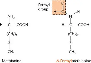Figure 226 Conversion of methionine Met to N formylmethionine fMet by - фото 64