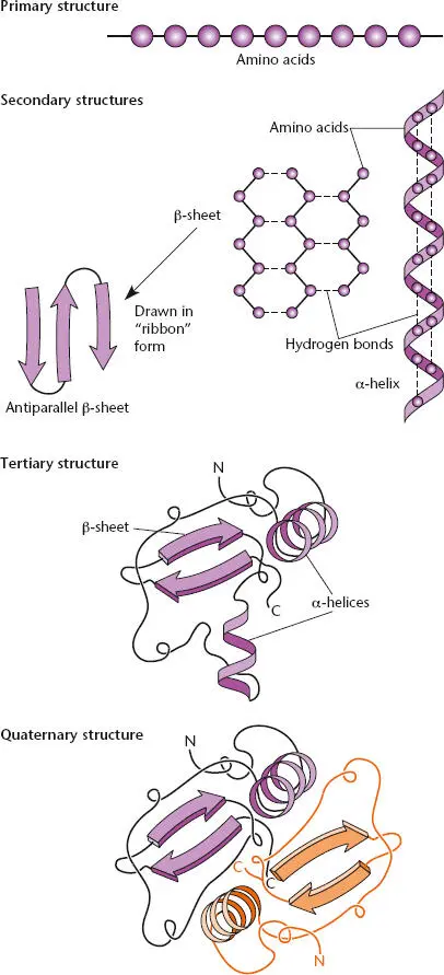 Figure 220 Primary secondary tertiary and quaternary structures of - фото 58