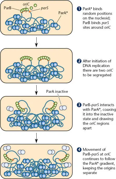 Figure 120 Model of how an origin region containing parS sites bound by the - фото 30