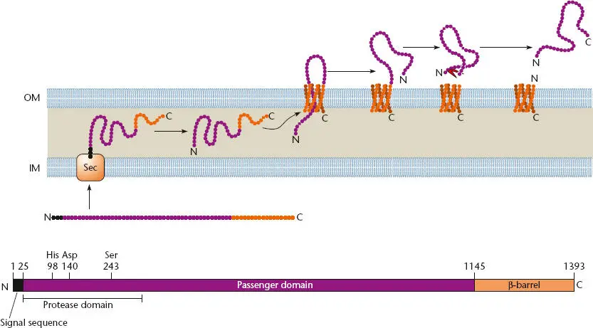 Figure 240 Structure and function of a typical autotransporter A Haemophilus - фото 78