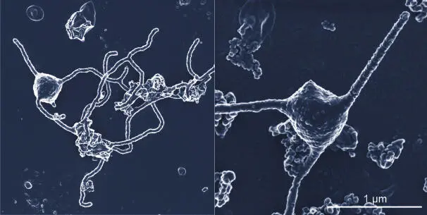 SEM images of the archaeon Candidatus Prometheoarchaeum syntrophicum strain - фото 7