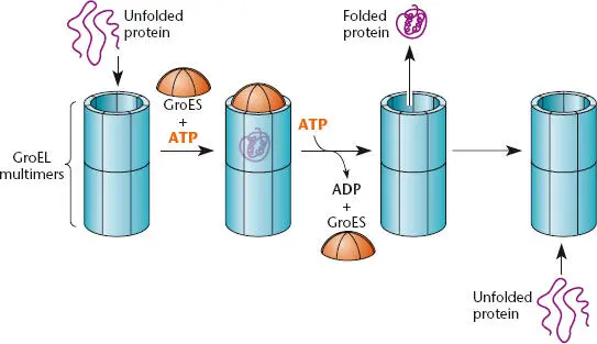 Figure 237 Chaperonins The GroEL Hsp60type chaperonin multimers form two - фото 75