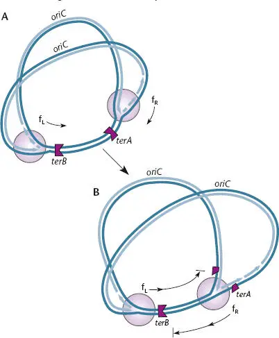 Figure 116 Termination of chromosome replication in Escherichia coli AThe - фото 25