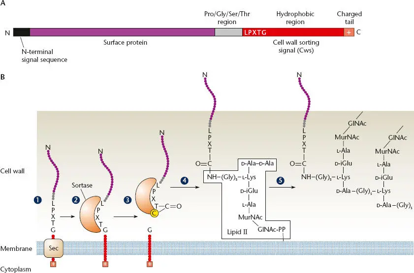 Figure 242 The sortase A pathway ATypical sortase substrate The protein is - фото 80