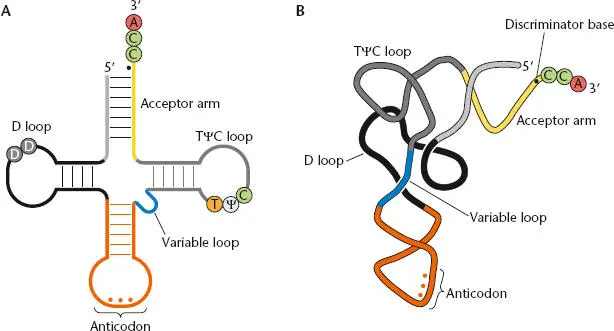 Figure 217 Structure of mature tRNAs AStandard clover leaf representation - фото 55
