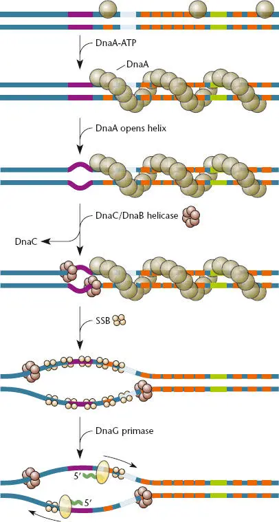 Figure 115 Initiation of replication at the Escherichia coli origin oriC - фото 24