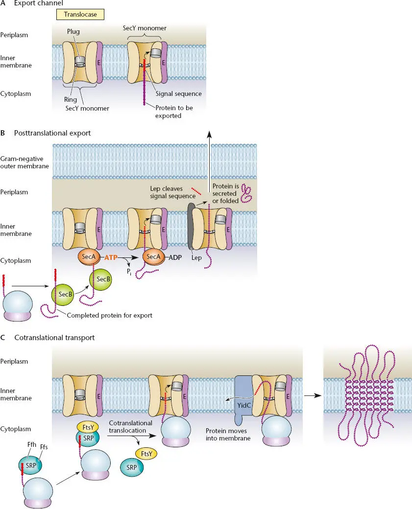 Figure 238 Protein transport systems ACutaway view of the secretion sec - фото 76