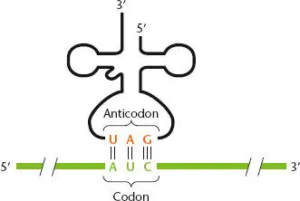 Figure 225 Complementary pairing between a tRNA anticodon and an mRNA codon - фото 63