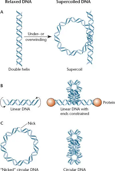 Figure 126 ASupercoiled DNA BTwisting of the ends in opposite directions - фото 36