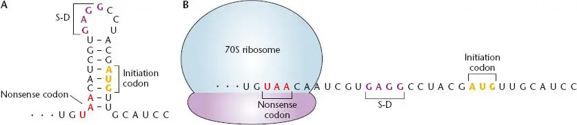 Figure 235 Model for translational coupling in a polycistronic mRNA AThe - фото 73