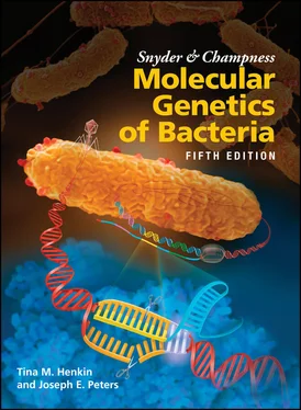 Tina M. Henkin Snyder and Champness Molecular Genetics of Bacteria обложка книги
