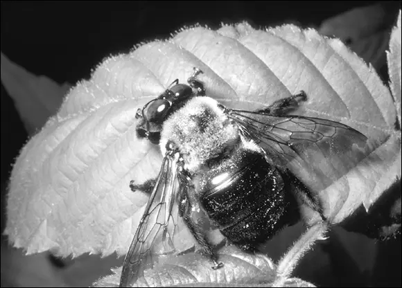 Courtesy of Dr Edward Ross California Academy of Sciences FIGURE 216The - фото 37