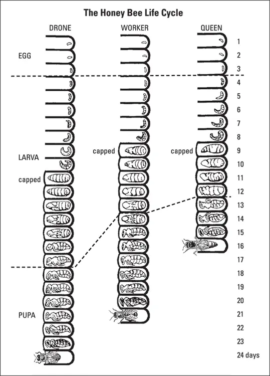 Courtesy of Howland Blackiston FIGURE 214This chart shows the daily - фото 35