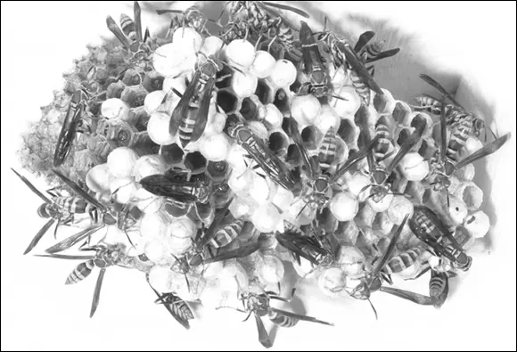 Courtesy of Dr Edward Ross California Academy of Sciences FIGURE 218The - фото 39