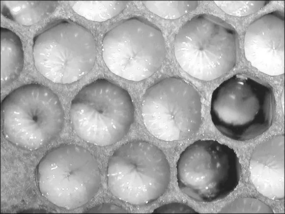 Courtesy of John Clayton FIGURE 212Beautiful pearly white little larvae - фото 33