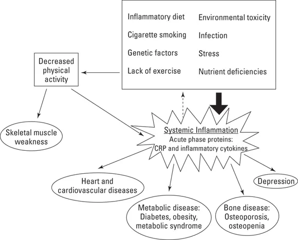 John Wiley Sons Inc FIGURE 31The flow from risk factors to systemic - фото 32