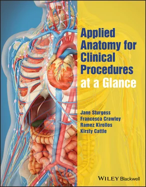 Jane Sturgess Applied Anatomy for Clinical Procedures at a Glance обложка книги