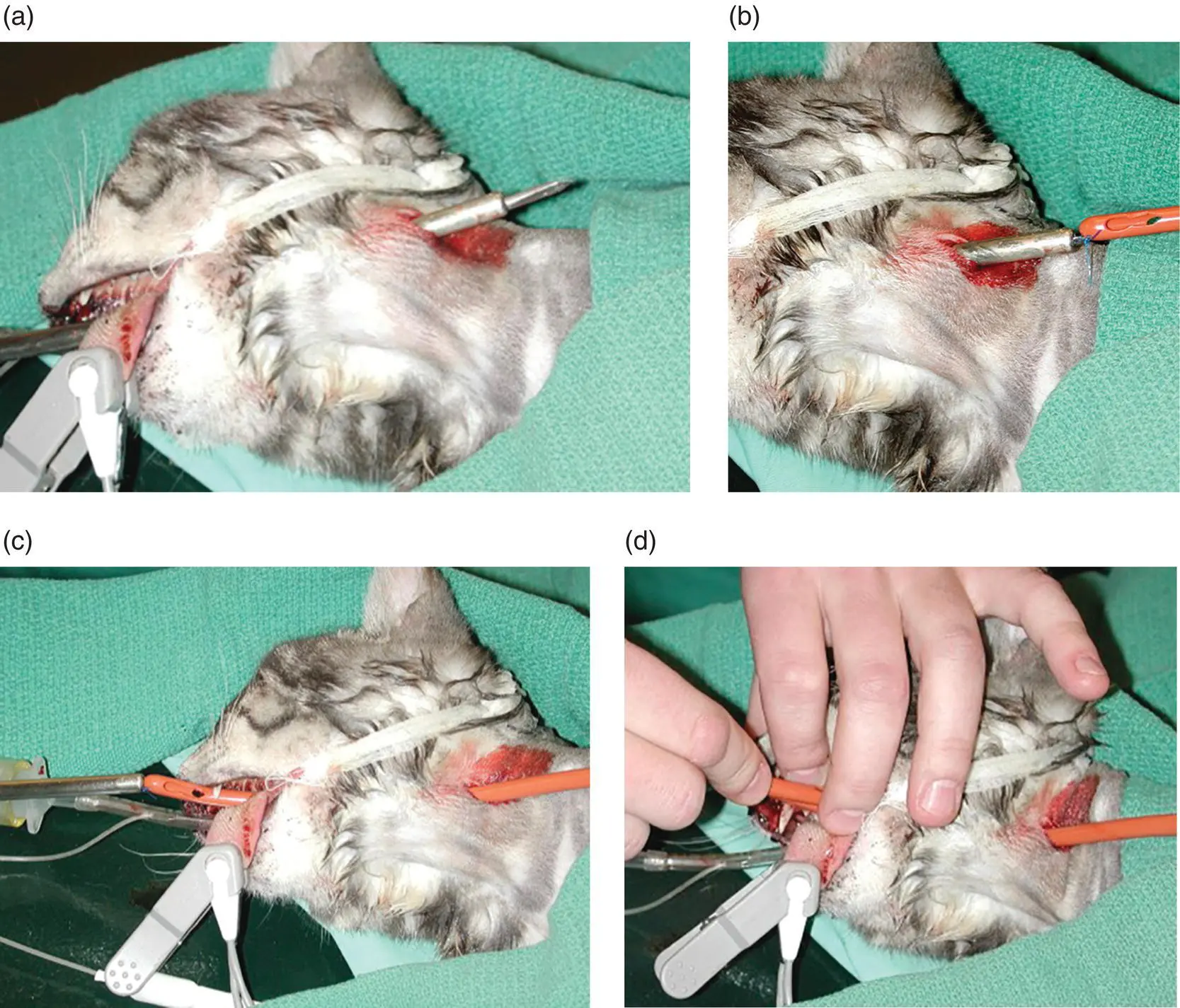Figure 44 The tip of the esophagostomy tube is then grabbed and pulled in the - фото 20