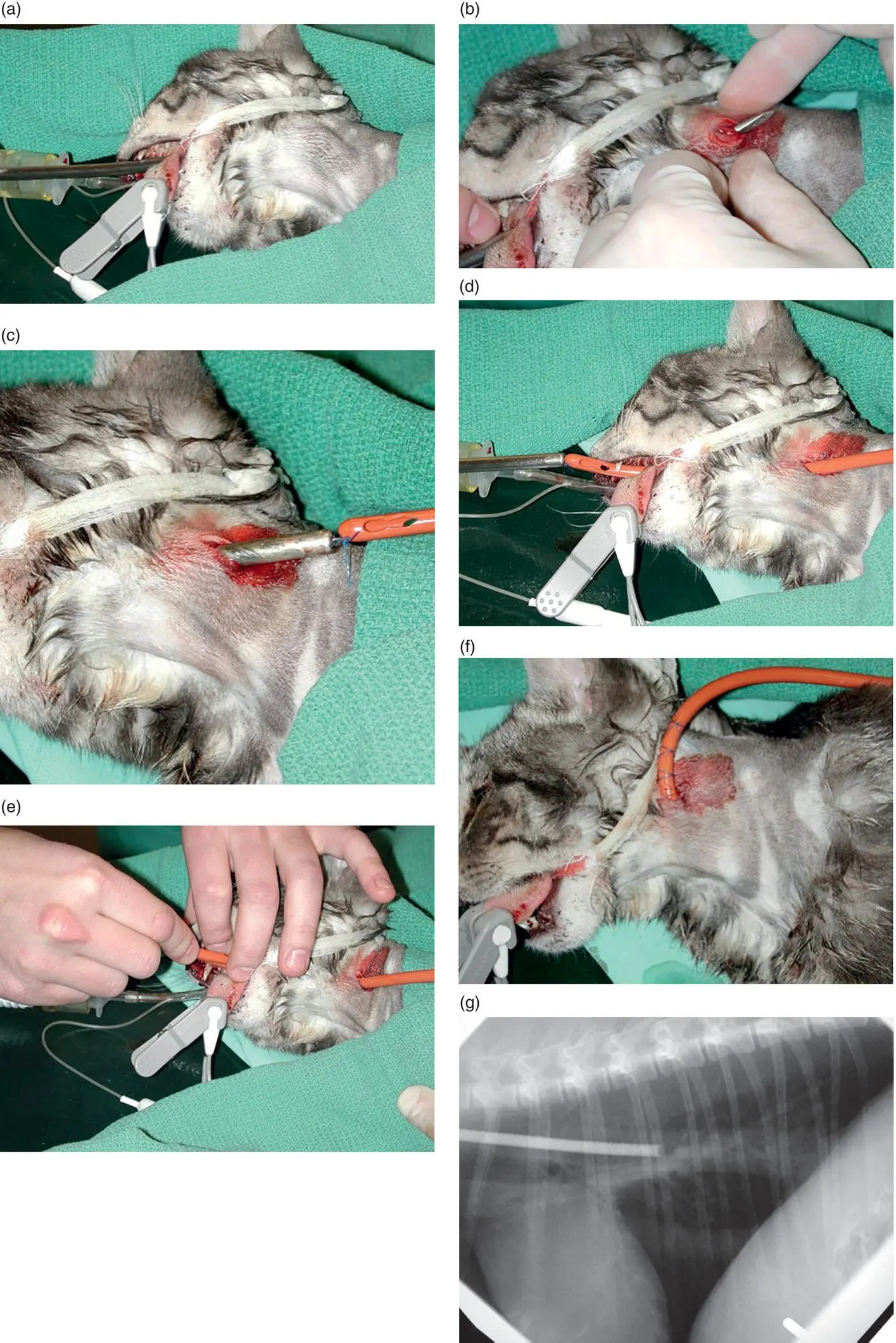 Figure 45 425 Utilization Esophagostomy tube can be used right away to - фото 21