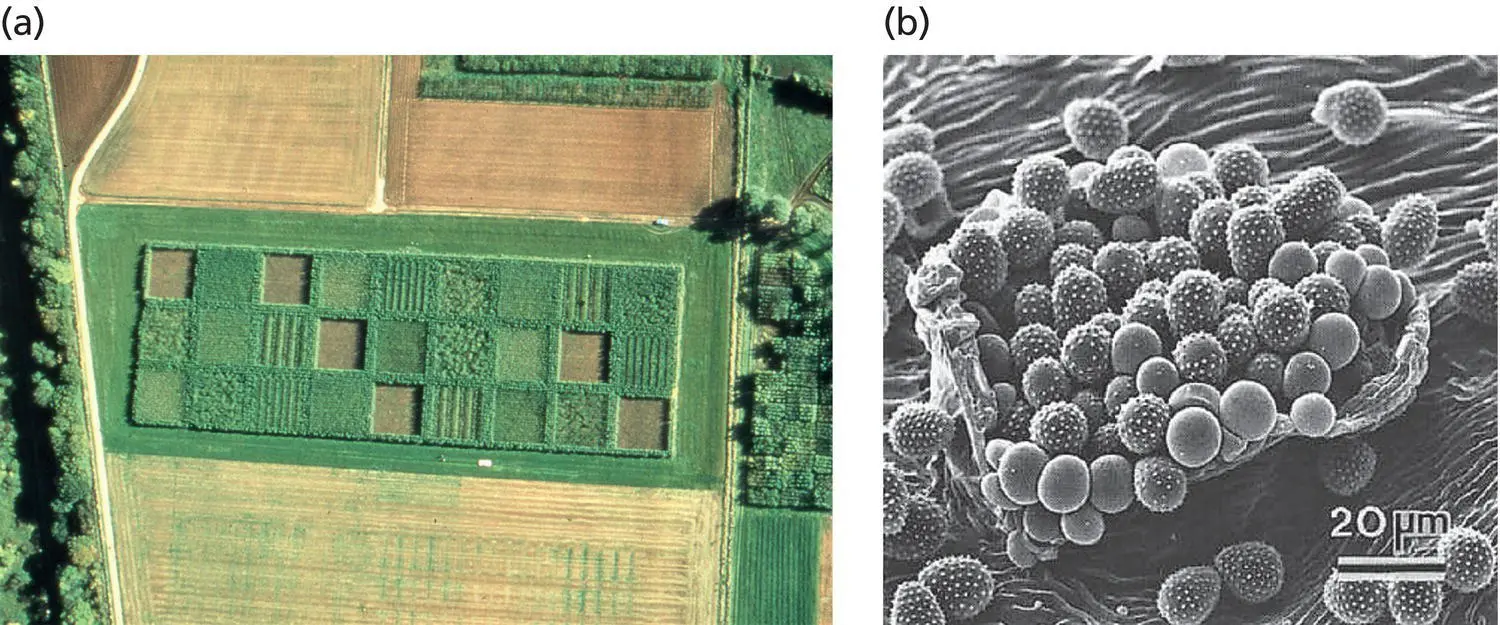 Figure 14 Rust of willows caused by Melampsora species a Aerial view of - фото 8