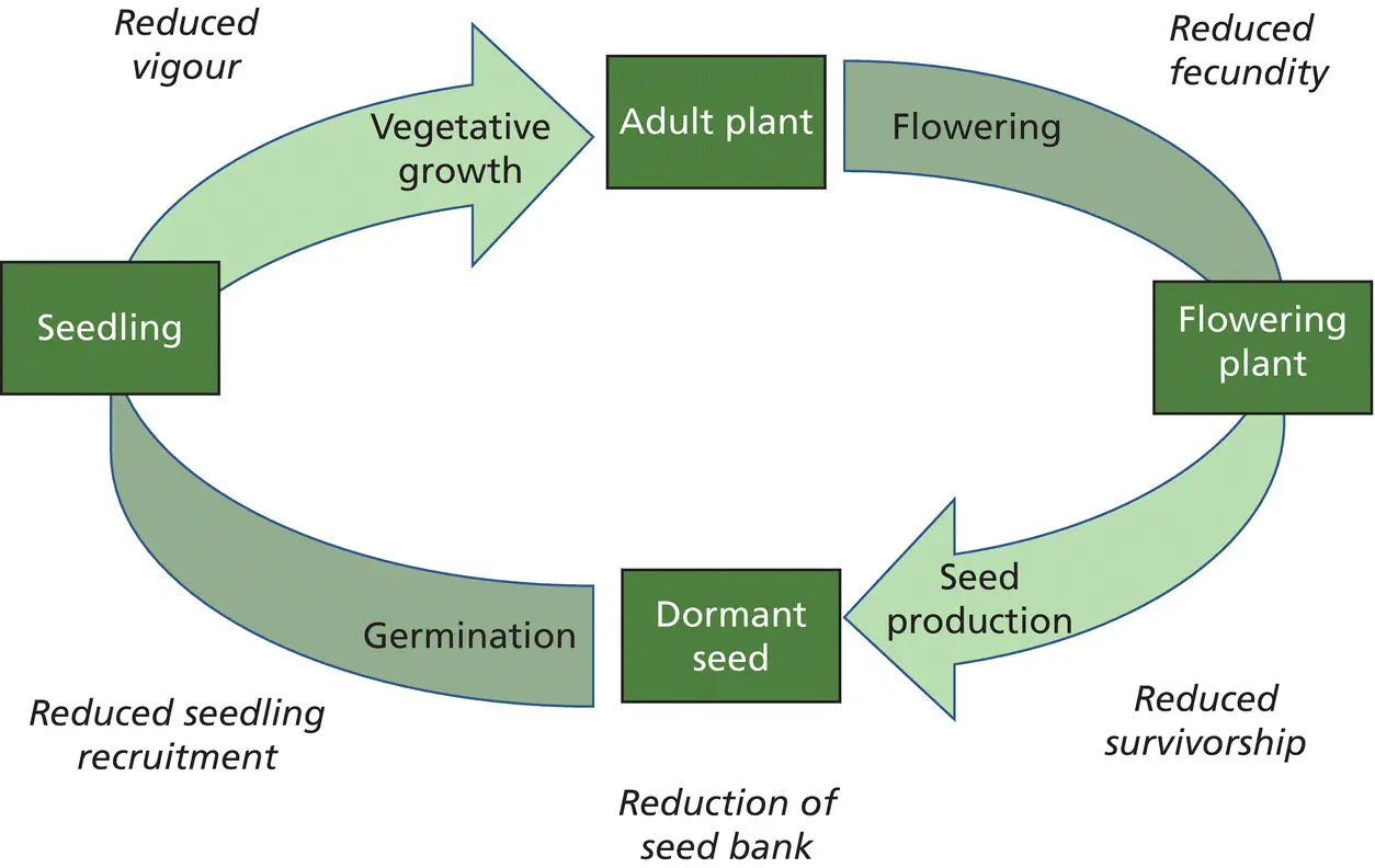 Figure 11 A plant life cycle and some effects of disease Disease may disrupt - фото 5