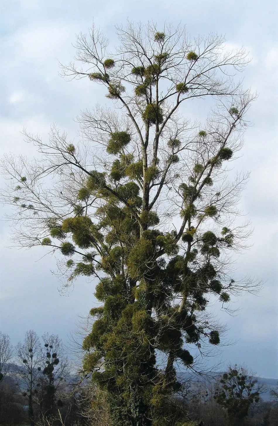 Figure 16 Poplar tree infested by European mistletoe Viscum album Source - фото 10
