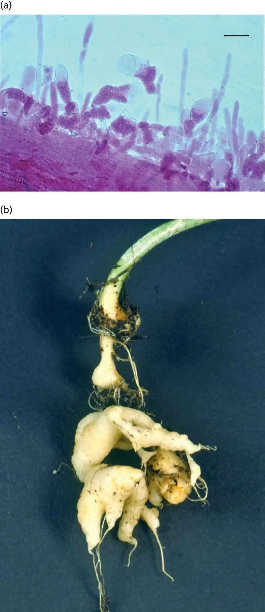 Figure 13 Club root disease of brassicas a Primary infection causes - фото 7