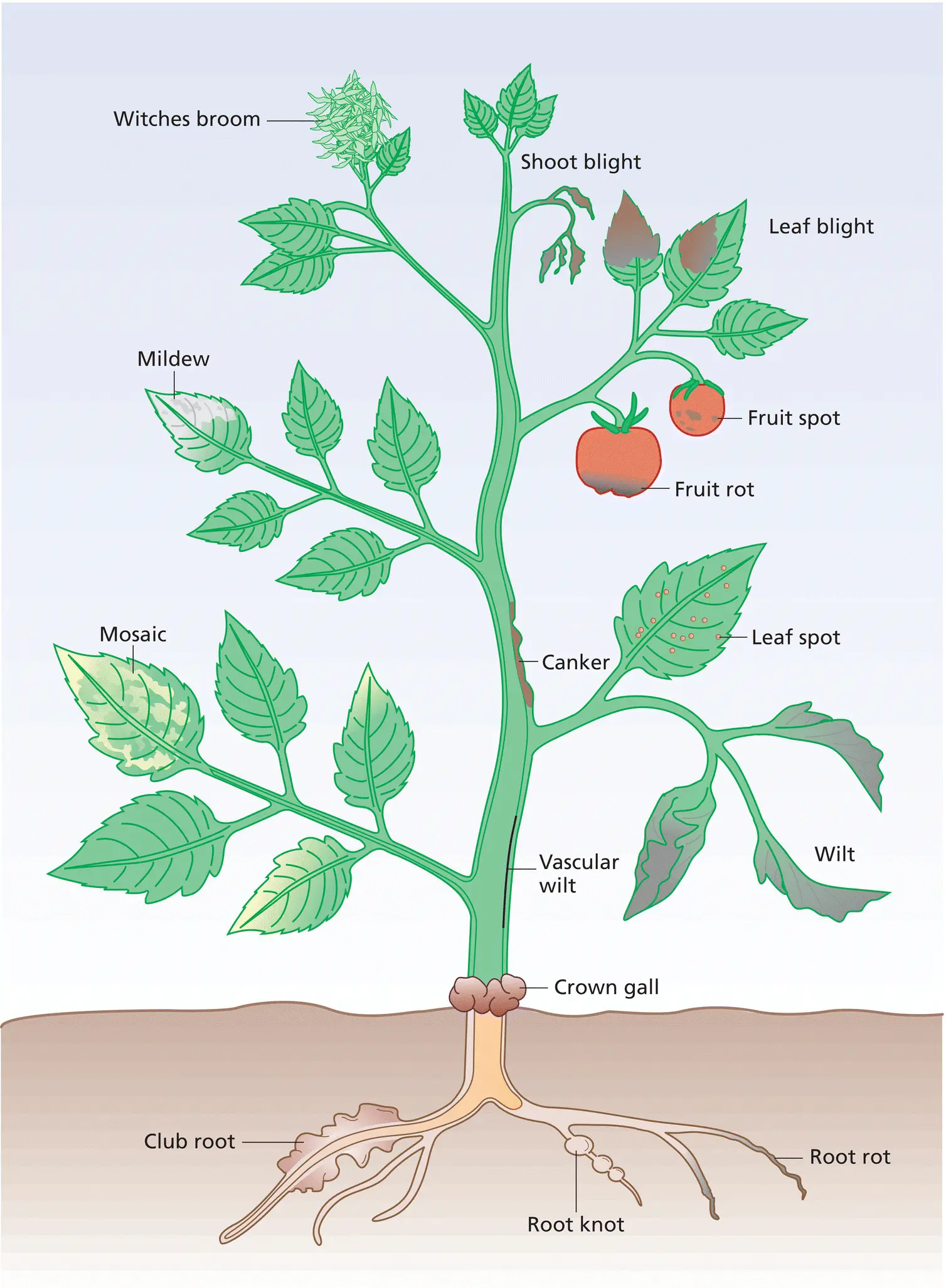Figure 12 Some disease symptoms caused by pathogens infecting different plant - фото 6