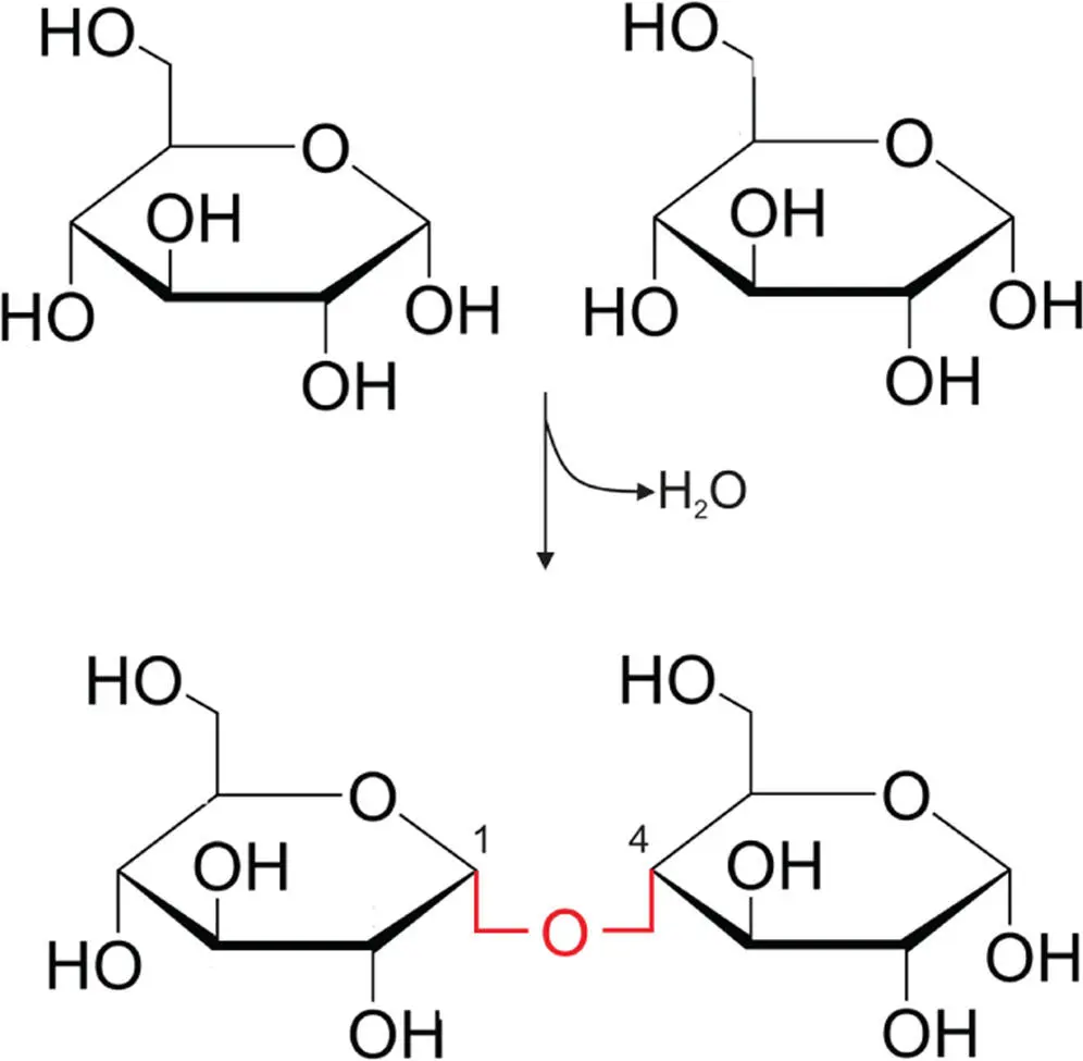 Figure 410 Glycosidic bonds allow sugar molecules to be linked together In - фото 81