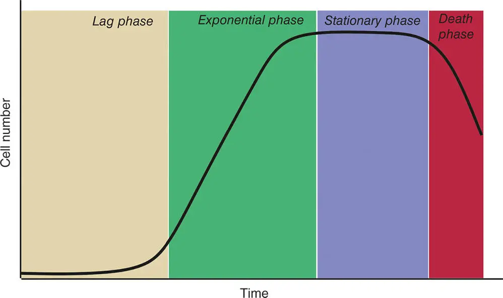 Figure 520 The major phases of growth in a population of prokaryotes The - фото 117