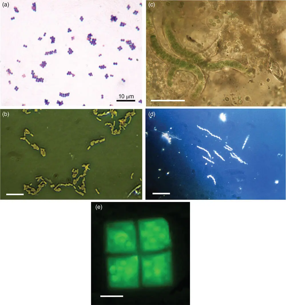 Figure 53 The wide variety of prokaryote shapes as seen under a microscope - фото 99