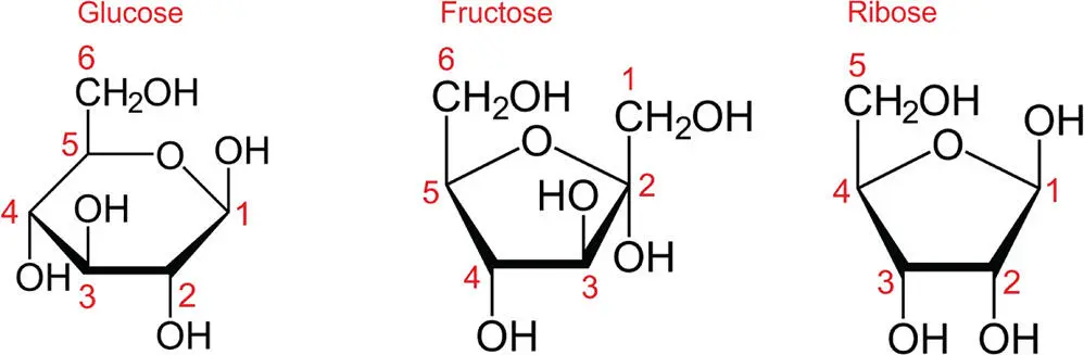 Figure 49 The molecular structure of the sugars glucose fructose and - фото 80