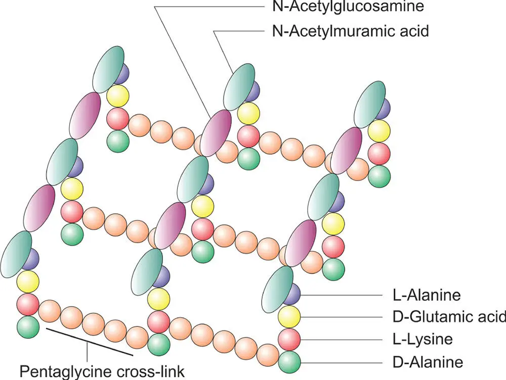 Figure 57 A typical structure of peptidoglycan The pentaglycine crosslink is - фото 103