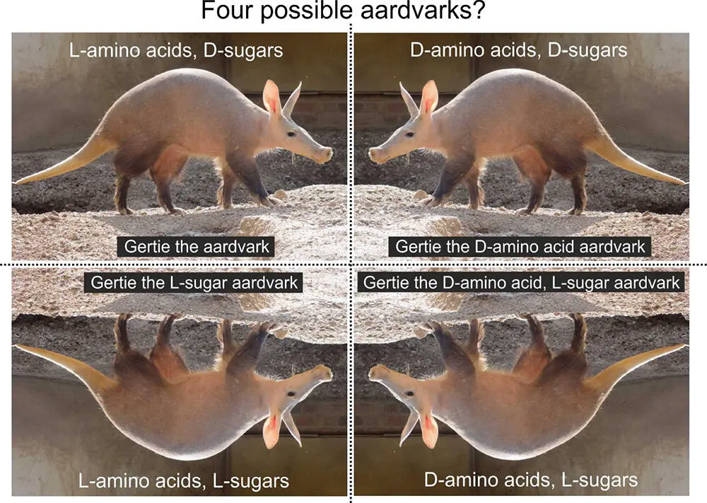Figure 48 Different chiralities of life Gertie the aardvark is a rescued - фото 79