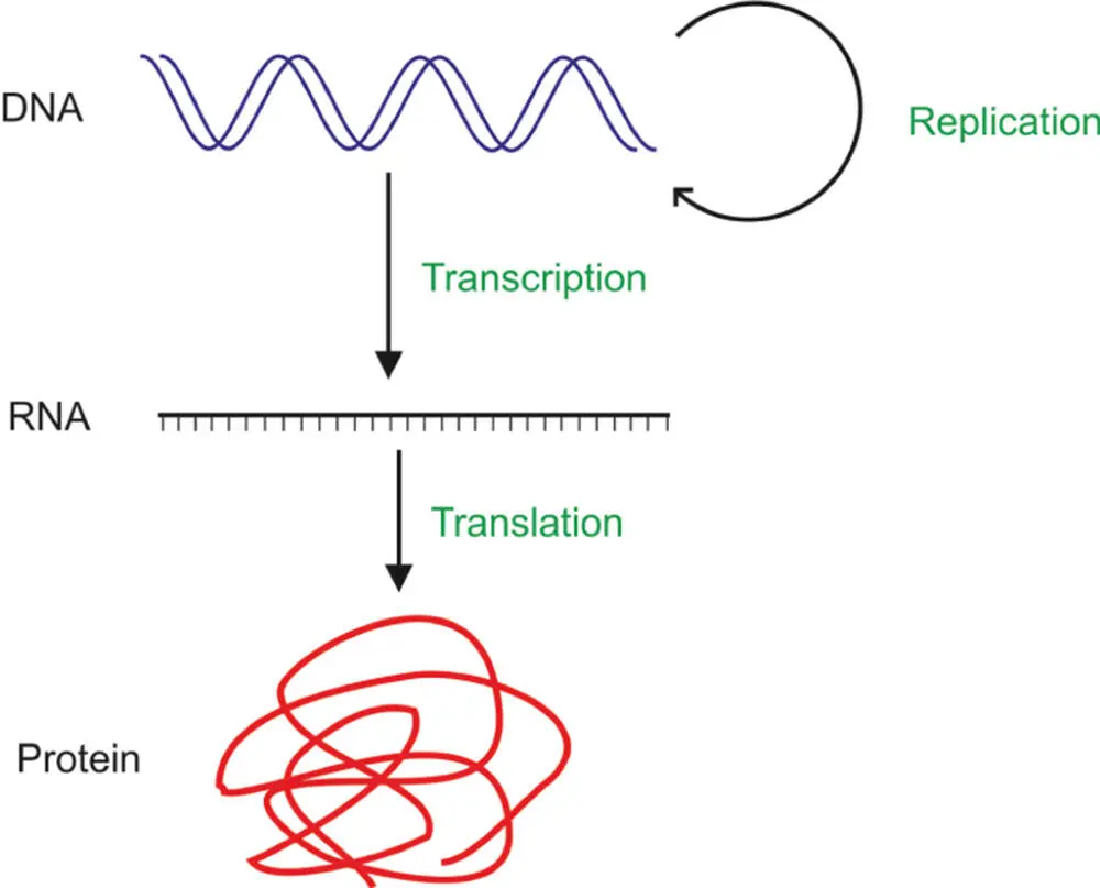 Figure 513 A summary of the two steps in reading from DNA to RNA to protein - фото 109