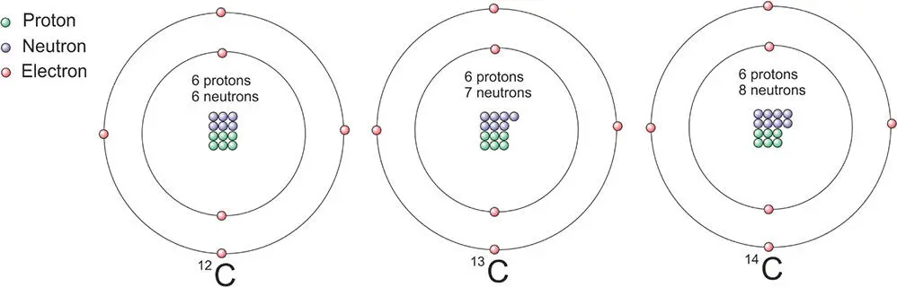 Figure 32 Schematic diagram of the three isotopes of carbon The number of - фото 34