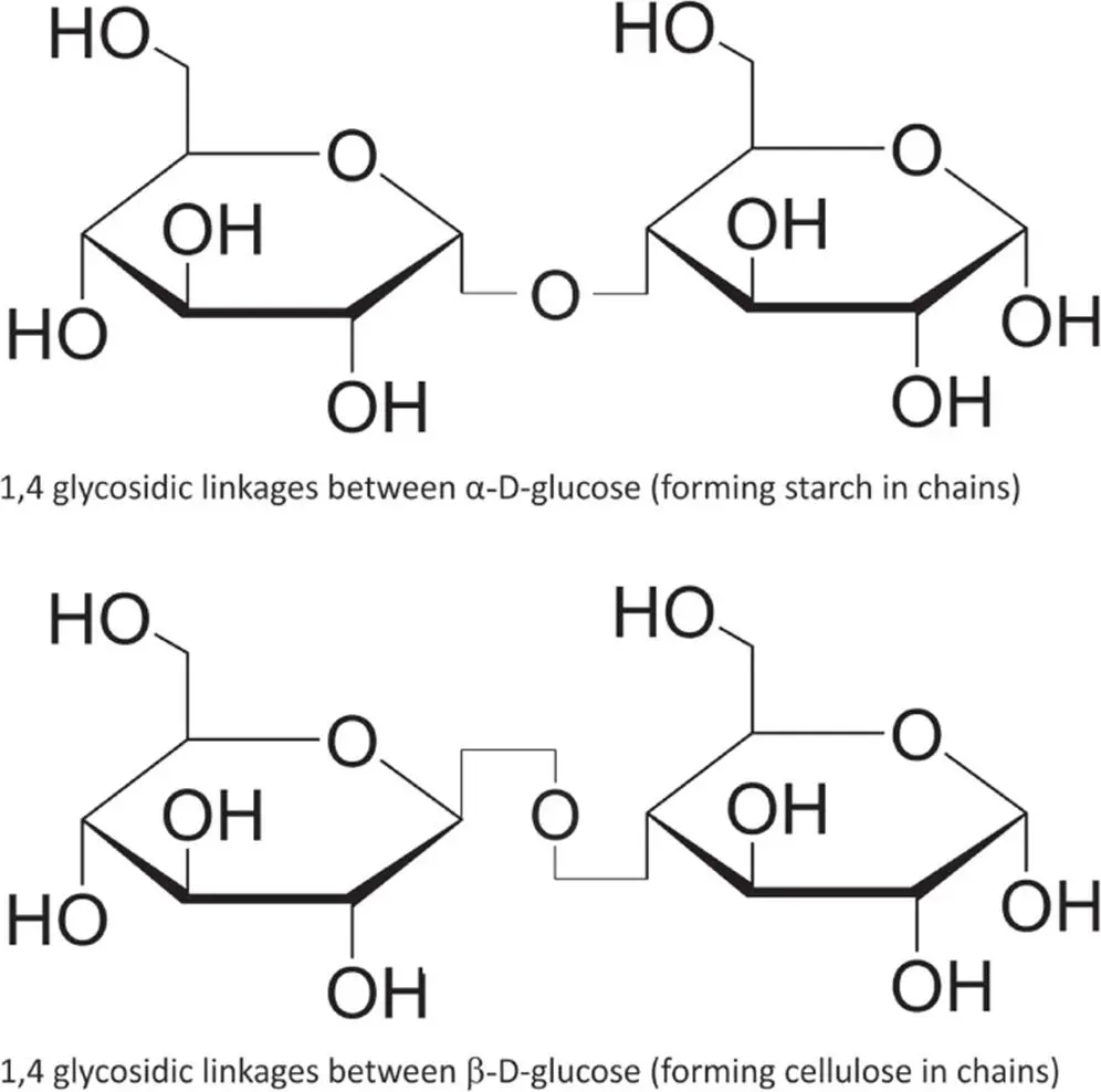 Figure 411 14 Glycosidic links between glucose molecules can occur between - фото 82