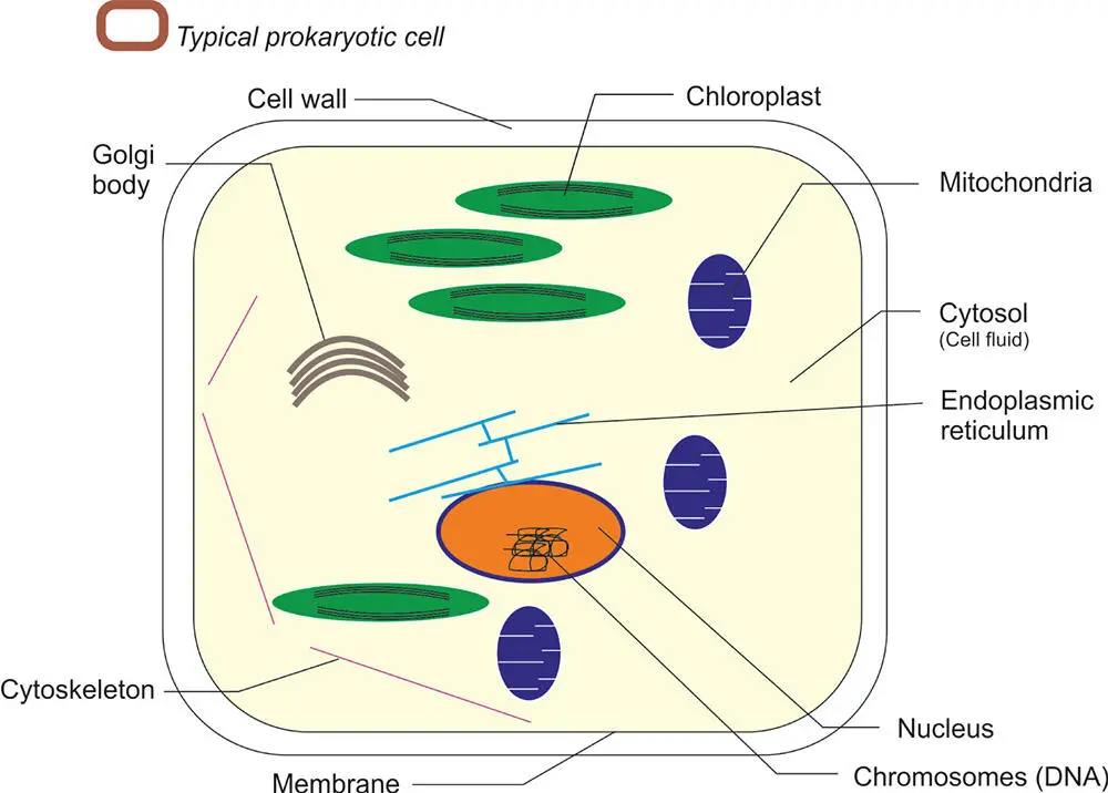 Figure 516 A typical plant eukaryotic cell with some of its components The - фото 113