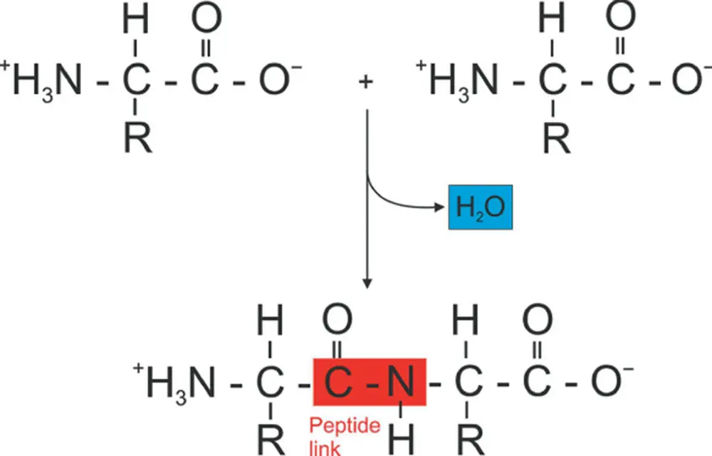 Figure 45 The formation of a peptide bond between two amino acids This - фото 76