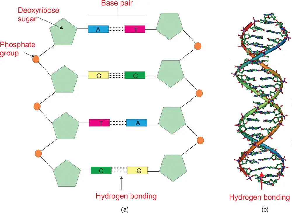 Figure 316 Hydrogen bonding in the molecule DNA a The dotted lines in the - фото 49
