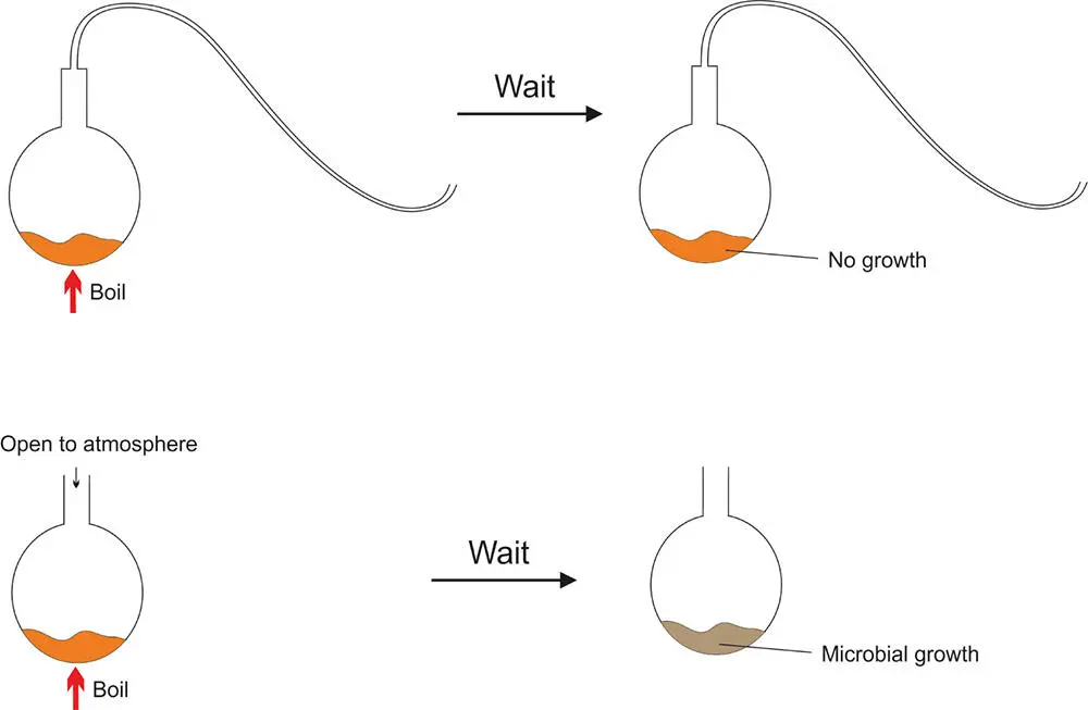 Figure 25 Louis Pasteurs swan neck flasks and his experiment to disprove - фото 22