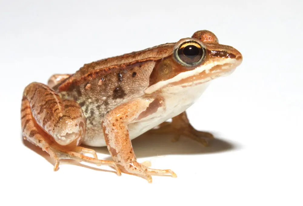 Figure 416 The wood frog Lithobates sylvatica The frog can tolerate - фото 88