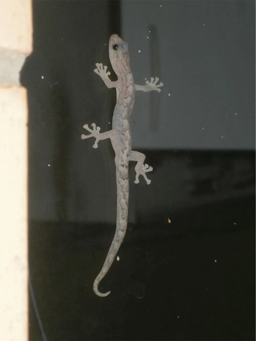 Figure 314 Looking at van der Waals forces in action A gecko attached to a - фото 46