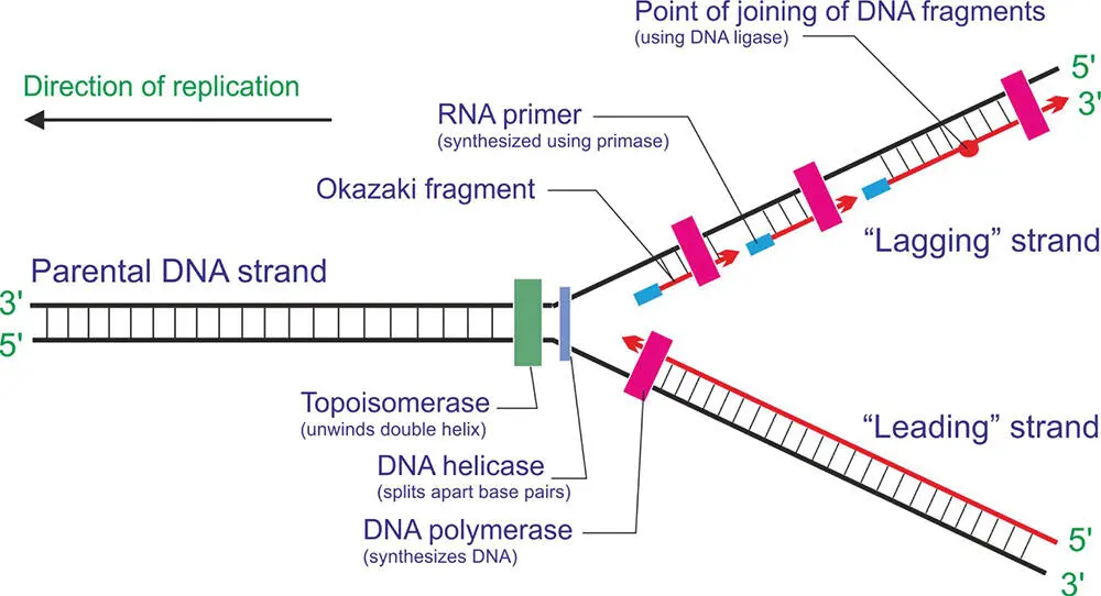 Figure 514 The replication of DNA The figure shows some of the diversity of - фото 111