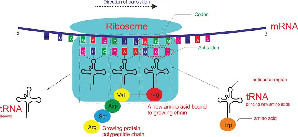 Figure 510 The translation of the genetic code The protein synthesis - фото 106