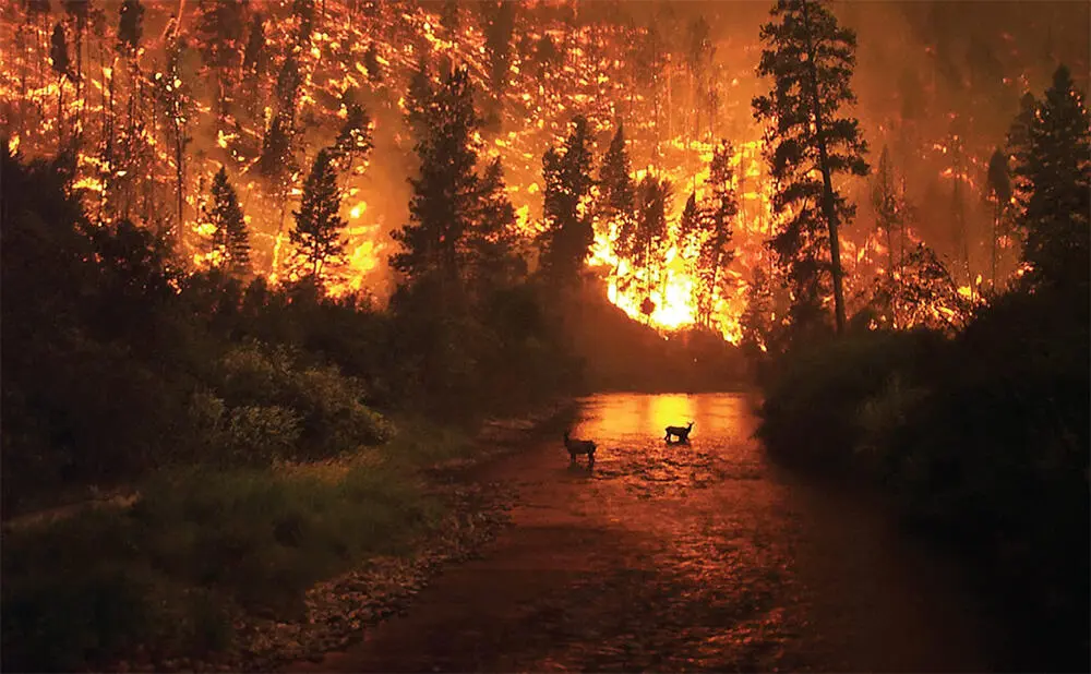 Figure 27 A wildfire burns organic carbon in oxygen to produce carbon dioxide - фото 25