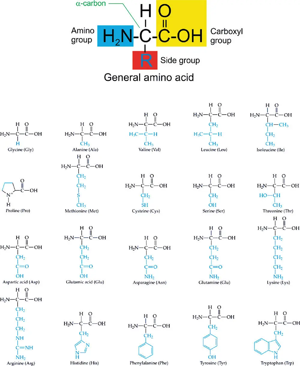 Figure 43 The 20 common amino acids found in life The figure shows the - фото 74