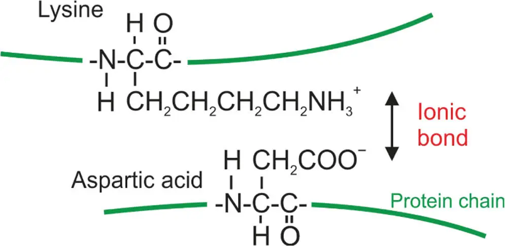 Figure 36 An ionic bond in a protein formed between two amino acids the - фото 38