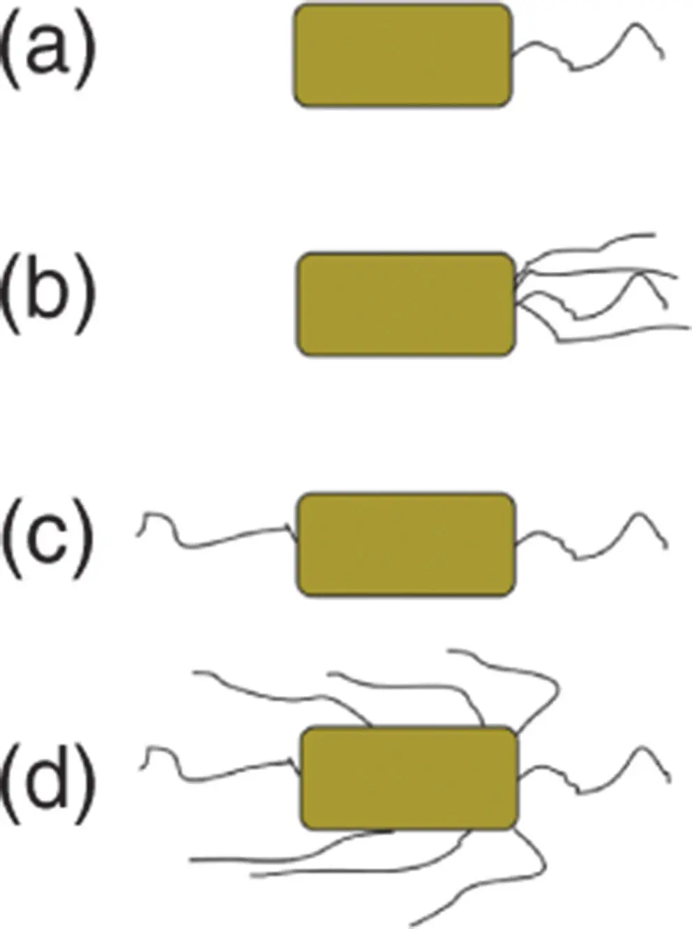 Figure 524 Sketch showing different arrangements of flagella a A single - фото 121
